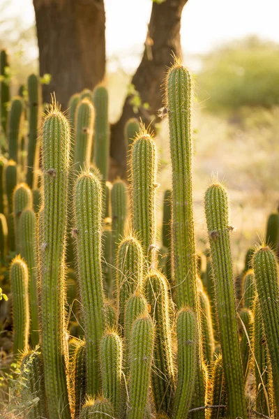 Plantas de cactus en jardín —  Fotos de Stock