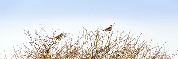 Fåglar i Botswana — Stockfoto