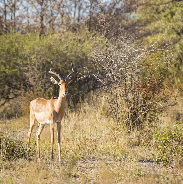 Impala-Afrika-Porträt — Stockfoto