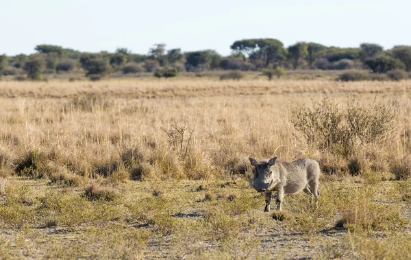 Warthog en las llanuras — Foto de Stock