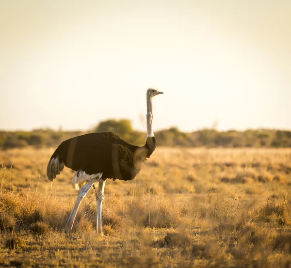 Ostrich At Sunset — Stock Photo, Image