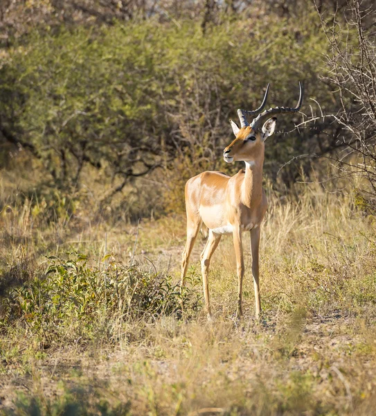 Impala Afrika porträtt — Stockfoto