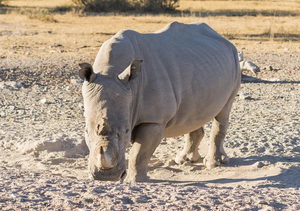 Африка белого носорога — стоковое фото
