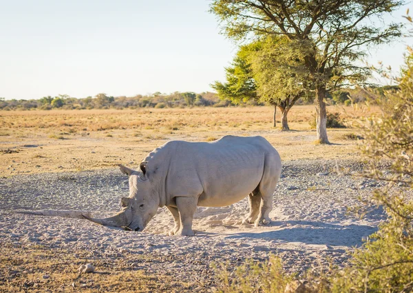 Fehér Rhino szentély — Stock Fotó