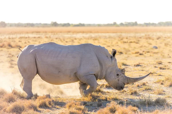 White Rhino Marking Territory — Stock Photo, Image