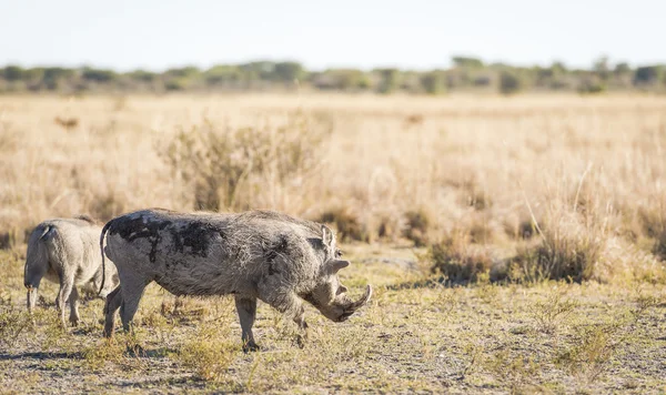 Knobbelzwijn in Botswana — Stockfoto