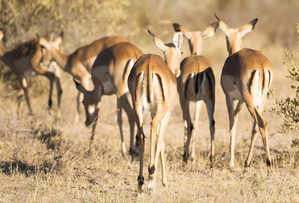 Impala Afrika van achter — Stockfoto