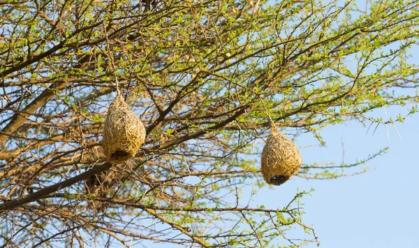 Nidi di uccelli tessitori — Foto Stock