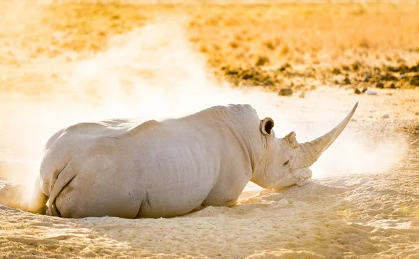 Белый Носорог — стоковое фото