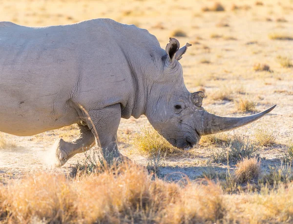 Белый рог носорога — стоковое фото