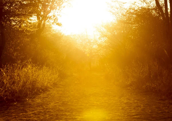 Sunset bakgrunden Bokeh — Stockfoto