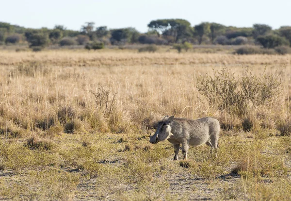 Warthog Afrikassa — kuvapankkivalokuva