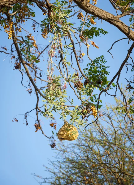 Nids d'oiseaux tisserands — Photo