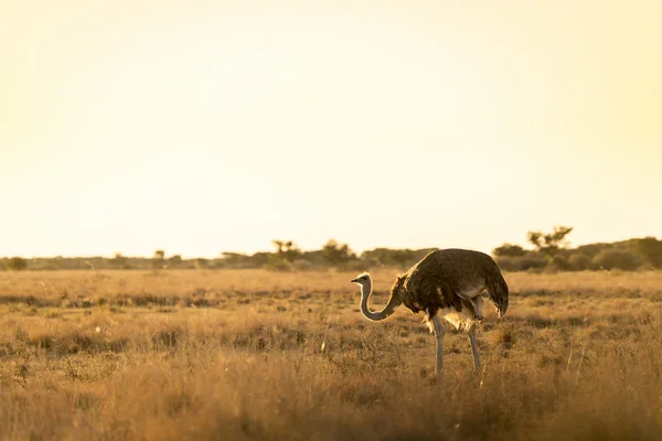 Ostrich At Sunset — Stock Photo, Image