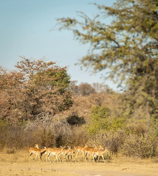 Impala kudde Afrika — Stockfoto