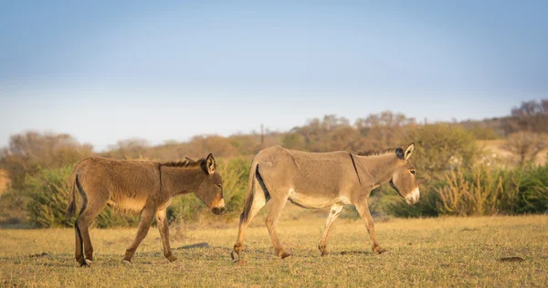 Măgar în Botswana — Fotografie, imagine de stoc