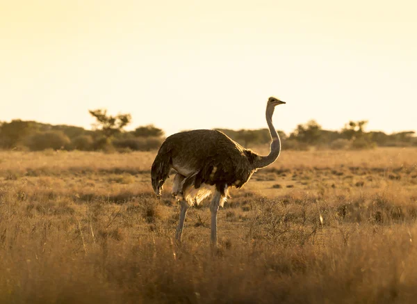 Ostrich At Sunset — Stock Photo, Image