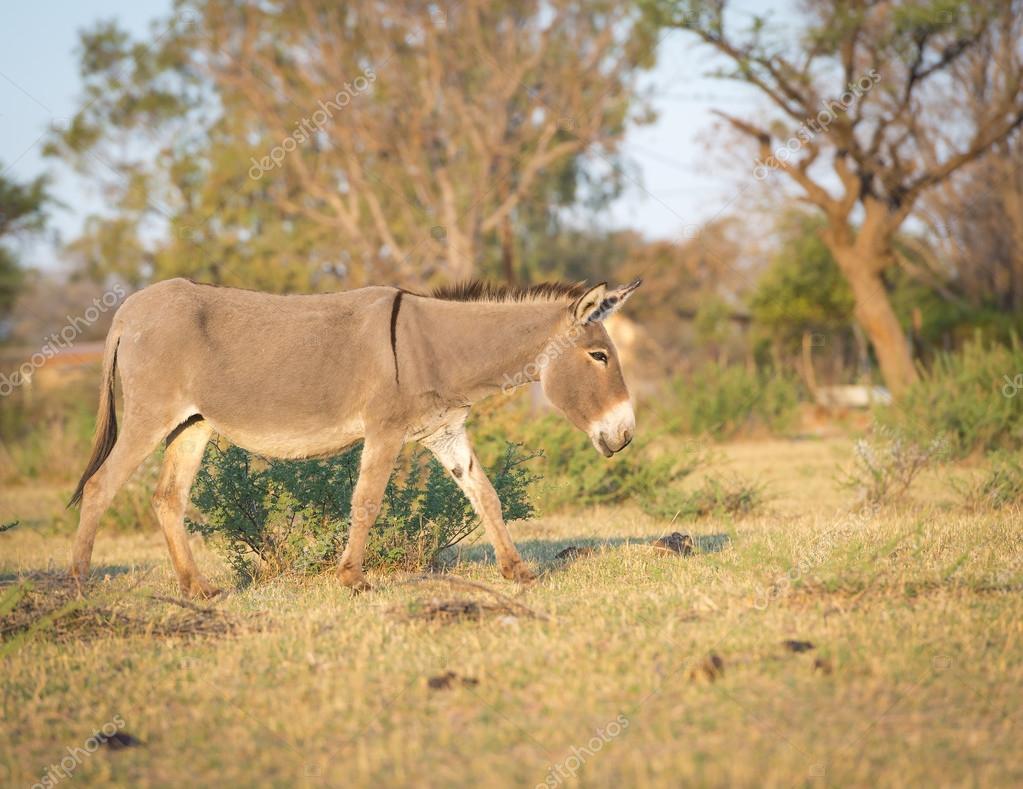 Esel in Afrika — Stockfoto © THPStock #108505308