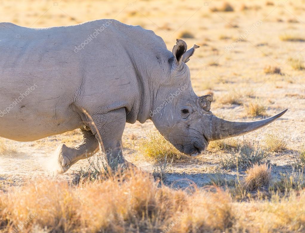 Single horn rhino