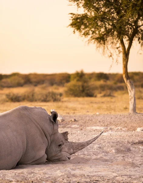 White Rhino Resting — Stock Photo, Image