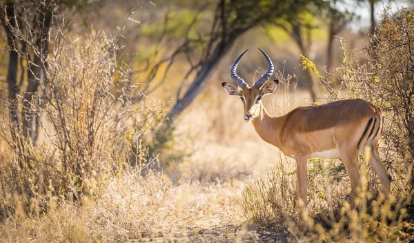 Сафари Impala в Африке — стоковое фото