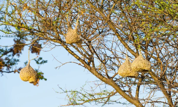 Nids d'oiseaux tisserands — Photo