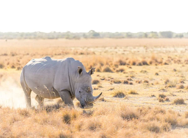 White Rhino märkning territorium — Stockfoto