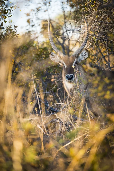 Större Kudu Afrika — Stockfoto