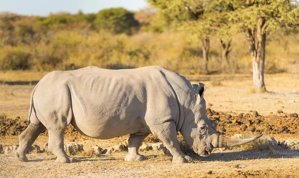 White Rhino Profile — Stock Photo, Image