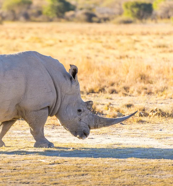 White Rhino Head — Stock Photo, Image