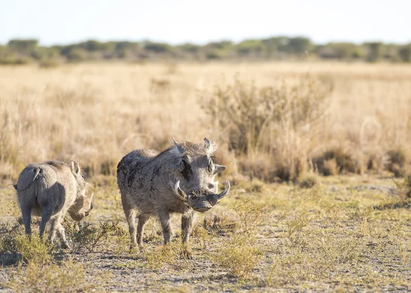 Warthog em África — Fotografia de Stock