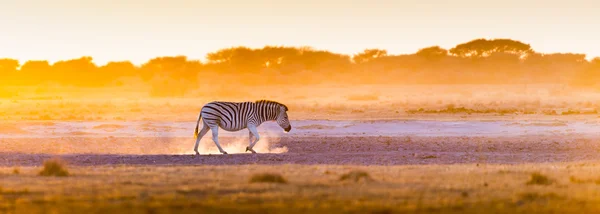 Zebra Sonnenuntergang Botswana — Stockfoto