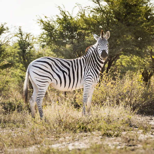 Zebra on Wildlife Safari — Stock Photo, Image