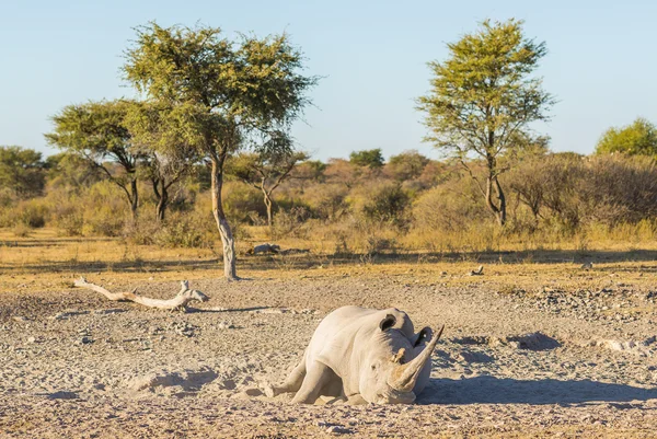 White Rhino Resting — Stock Photo, Image