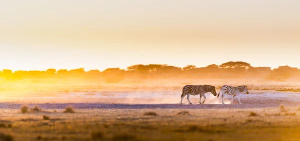 Zebra Sonnenuntergang Botswana — Stockfoto