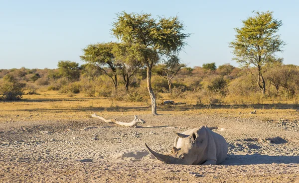 Vit noshörning vilar — Stockfoto