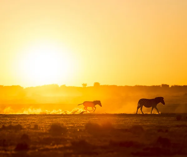 Zebra familie zonsondergang — Stockfoto