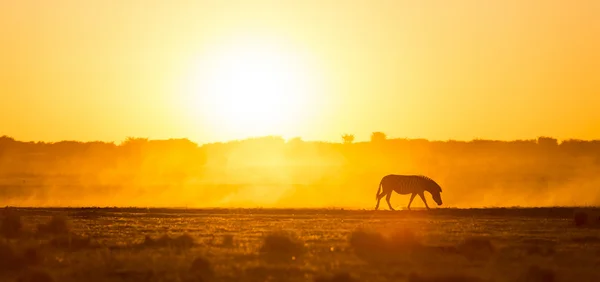 Zebra zonsondergang Afrika — Stockfoto