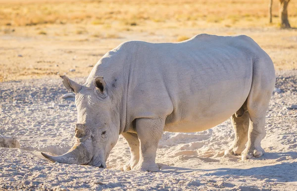 White Rhinoceros Africa — Stock Photo, Image