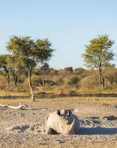 Beyaz Rhino dinlenme — Stok fotoğraf
