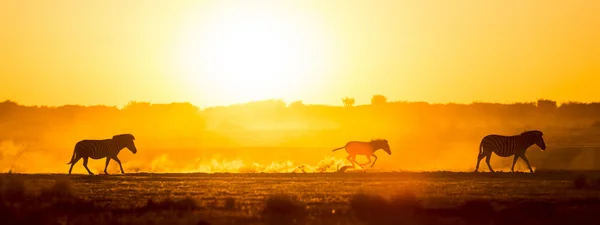 Sonnenuntergang der Zebrafamilie — Stockfoto