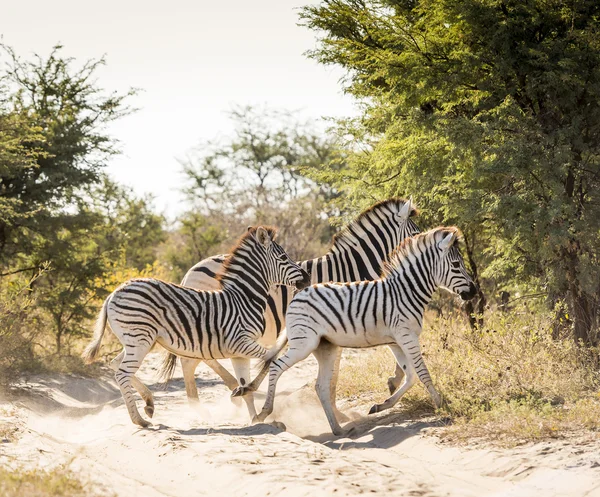 Zebra in Africa — Stock Photo, Image