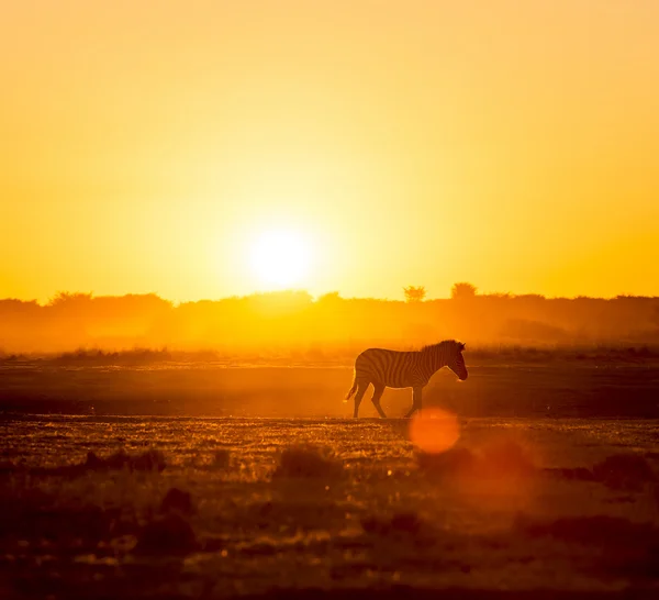 Zebra zonsondergang Afrika — Stockfoto