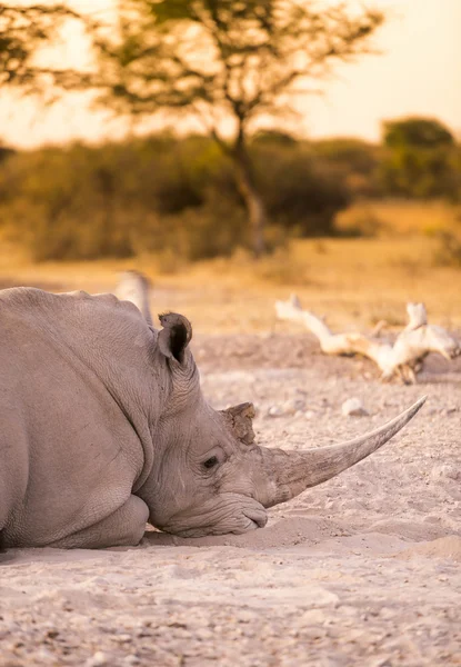 White Rhino Resting — Stock Photo, Image