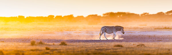 Zebra at sunset in Botswana, Africa with beautiful sunset light