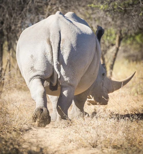 White Rhinoceros Africa — Stock Photo, Image