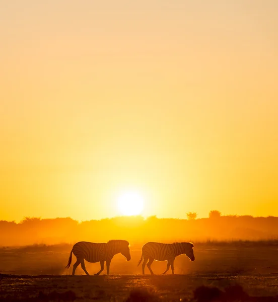 Zebra zonsondergang Botswana — Stockfoto