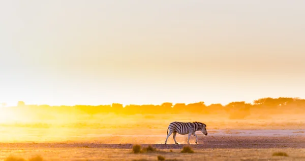 Cebra Sunset Africa — Foto de Stock
