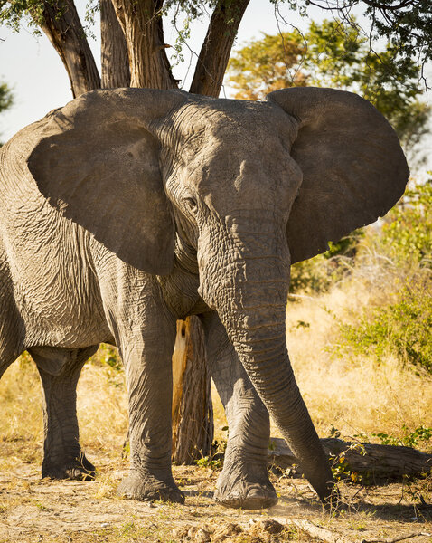 Large African Elephant portrait with ears out wide in Botswana, Africa