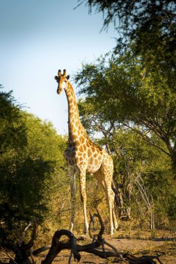 Safari zürafa